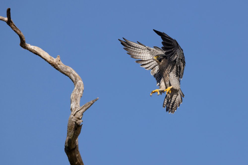 peregrine falcon coming in for a landing on a branch