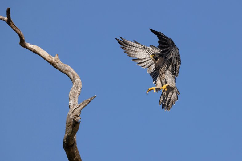 peregrine falcon coming in for a landing on a branch