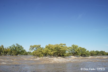 mckinney falls 2013 halloween flood with the water level at the top of the trees.