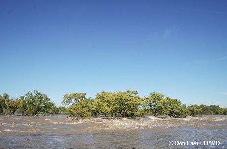 mckinney falls 2013 halloween flood with the water level at the top of the trees.