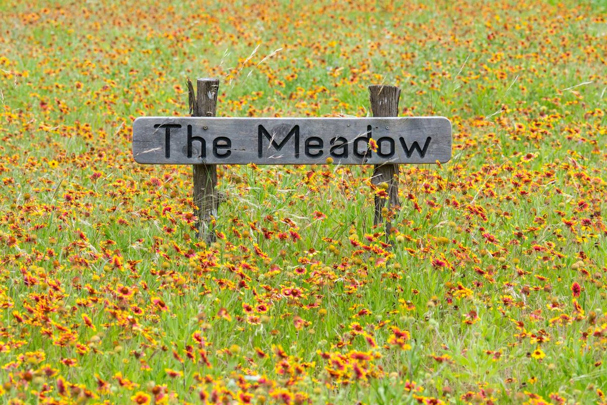 A meadow of red and yellow flowers with a wooden sign that reads "the meadow."