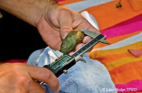 measuring a mussel