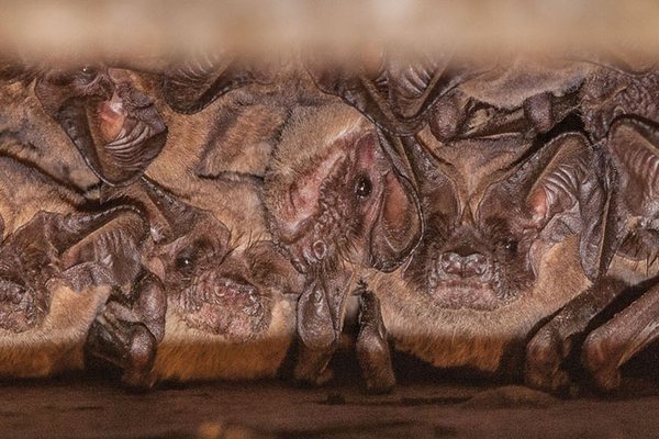 Mexican free-tailed bats gathered together in a tight space