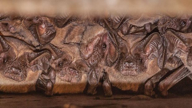 Mexican free-tailed bats gathered together in a tight space