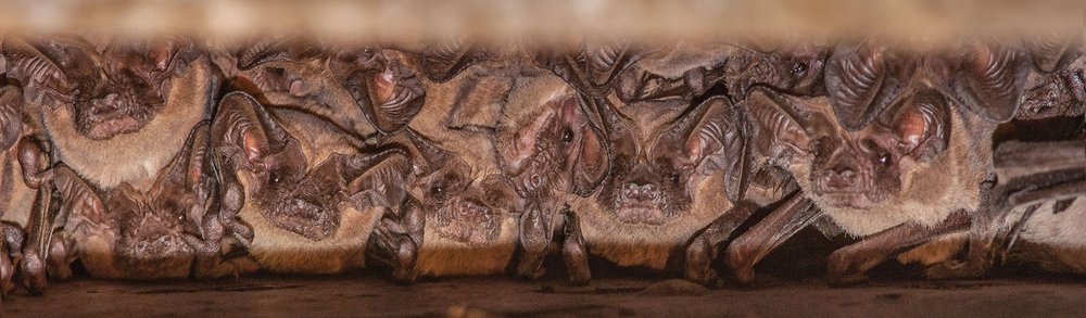 Mexican free-tailed bats gathered together in a tight space