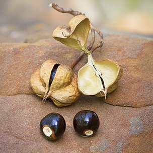 mexican buckeye seeds on a rock