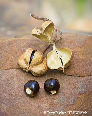 mexican buckeye seeds on a rock