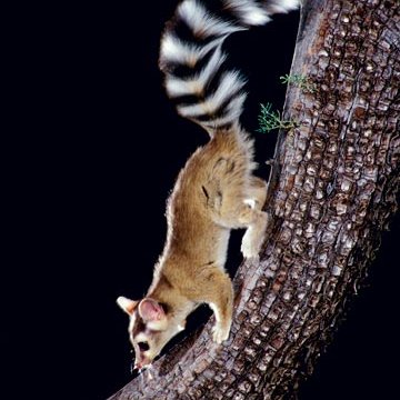 Ringtail climbing down a tree branch