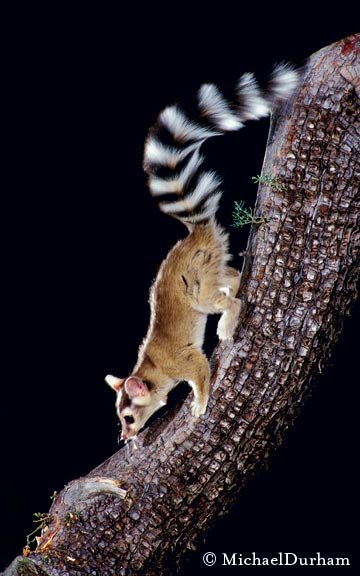 Ringtail climbing down a tree branch