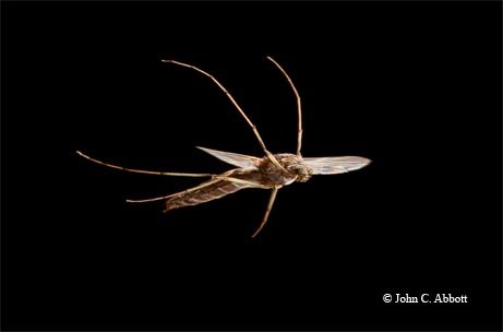 Midge fly in flight against a black background