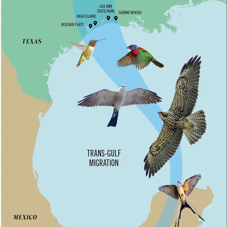 Illustration of bird migration from Mexico to the Texas coast.