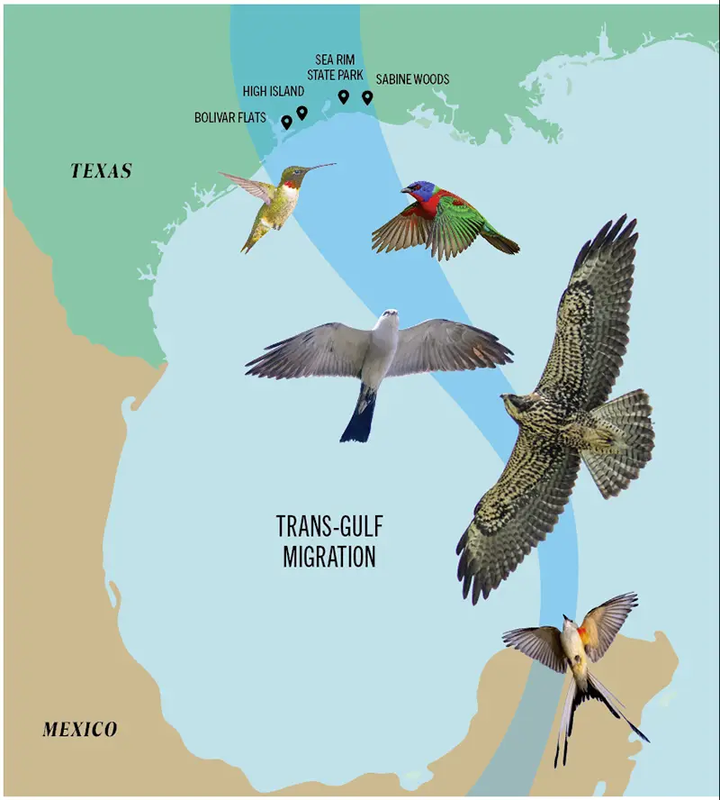 Illustration of bird migration from Mexico to the Texas coast.