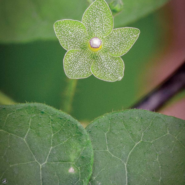 Close up of a green pearl milkweed vine