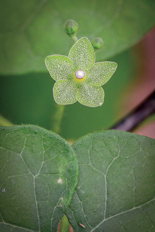 Close up of a green pearl milkweed vine