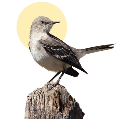 A mockingbird sits on a perch
