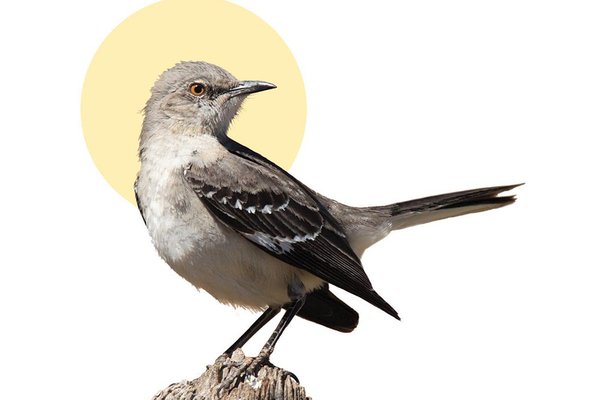 A mockingbird sits on a perch