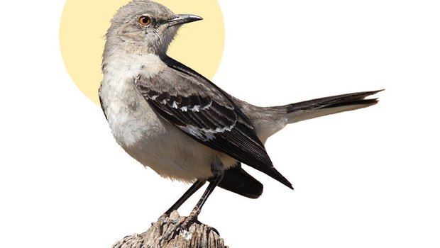 A mockingbird sits on a perch