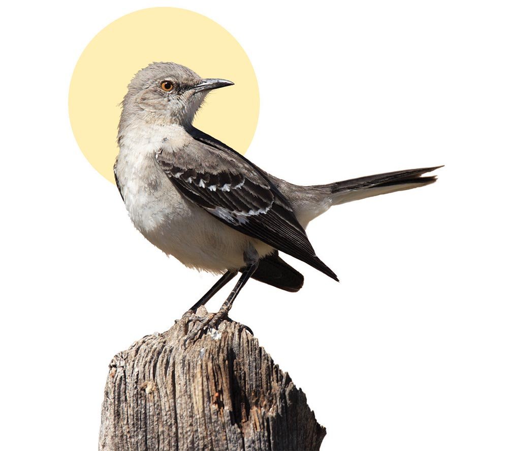 A mockingbird sits on a perch