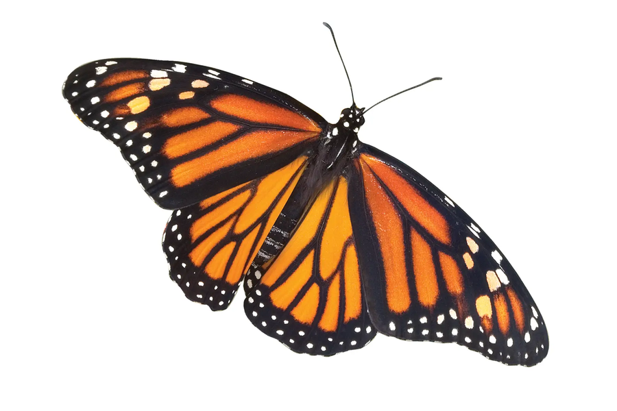 monarch butterfly with white background