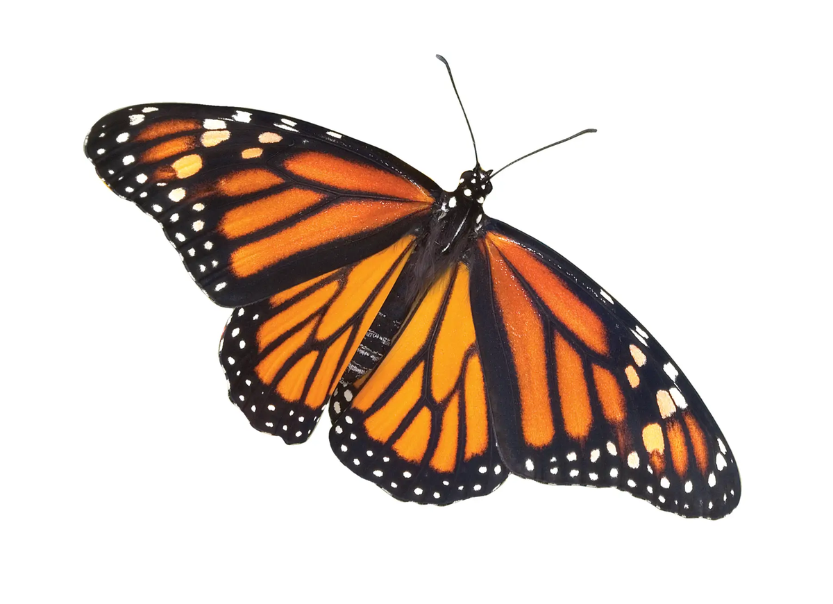 monarch butterfly with white background