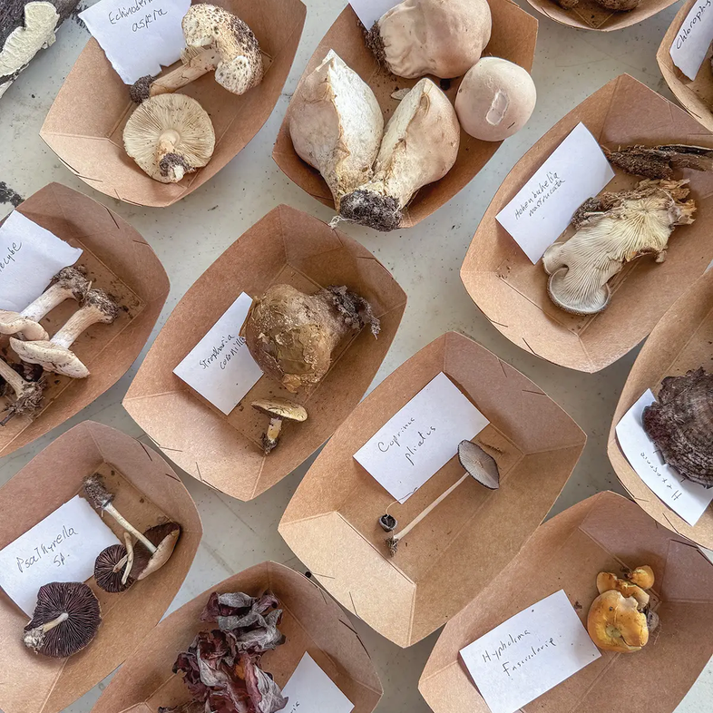 mushroom samples in brown boxes wtih labels