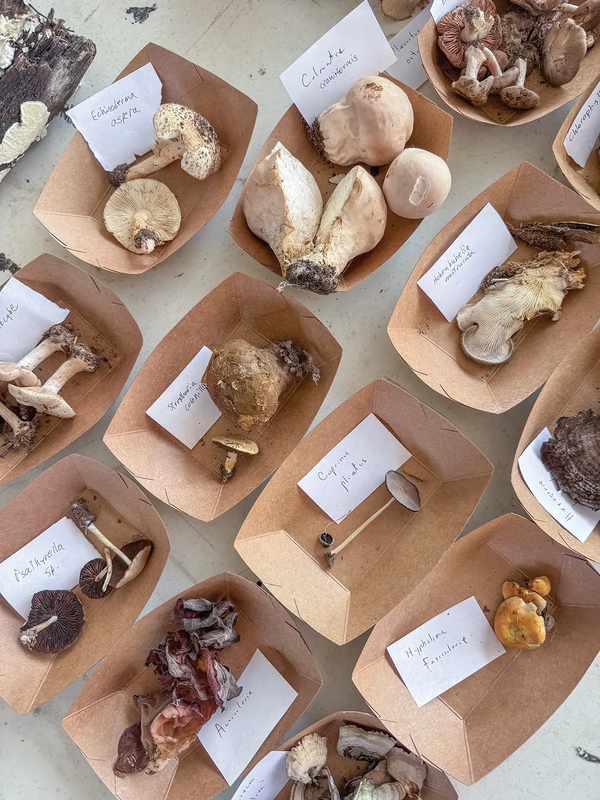 mushroom samples in brown boxes wtih labels