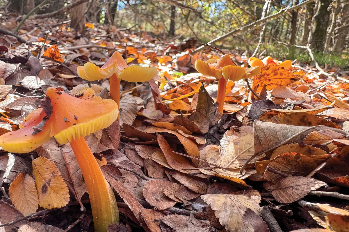 mushrooms growing in leaves at Caddo National Grasslands