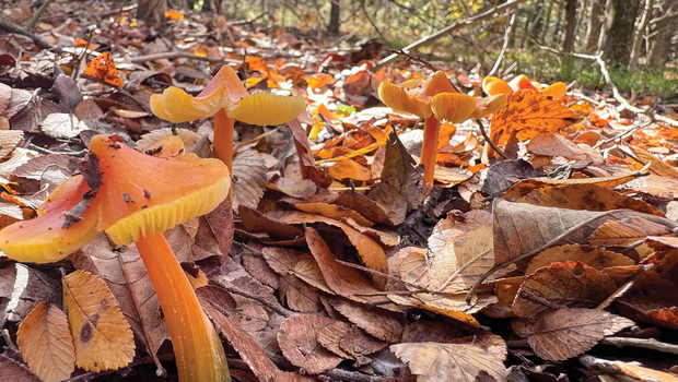 mushrooms growing in leaves at Caddo National Grasslands