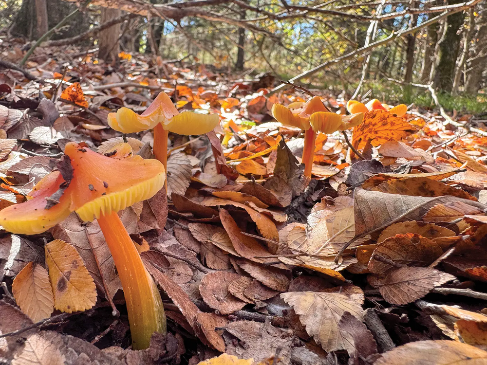 mushrooms growing in leaves at Caddo National Grasslands