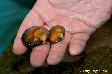 two mussels in a hand