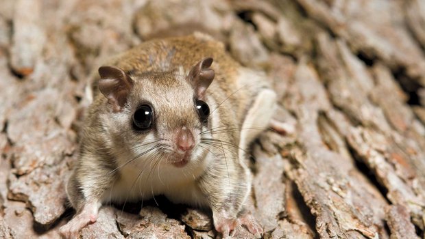 nocturnal flying squirrel on a tree trunk