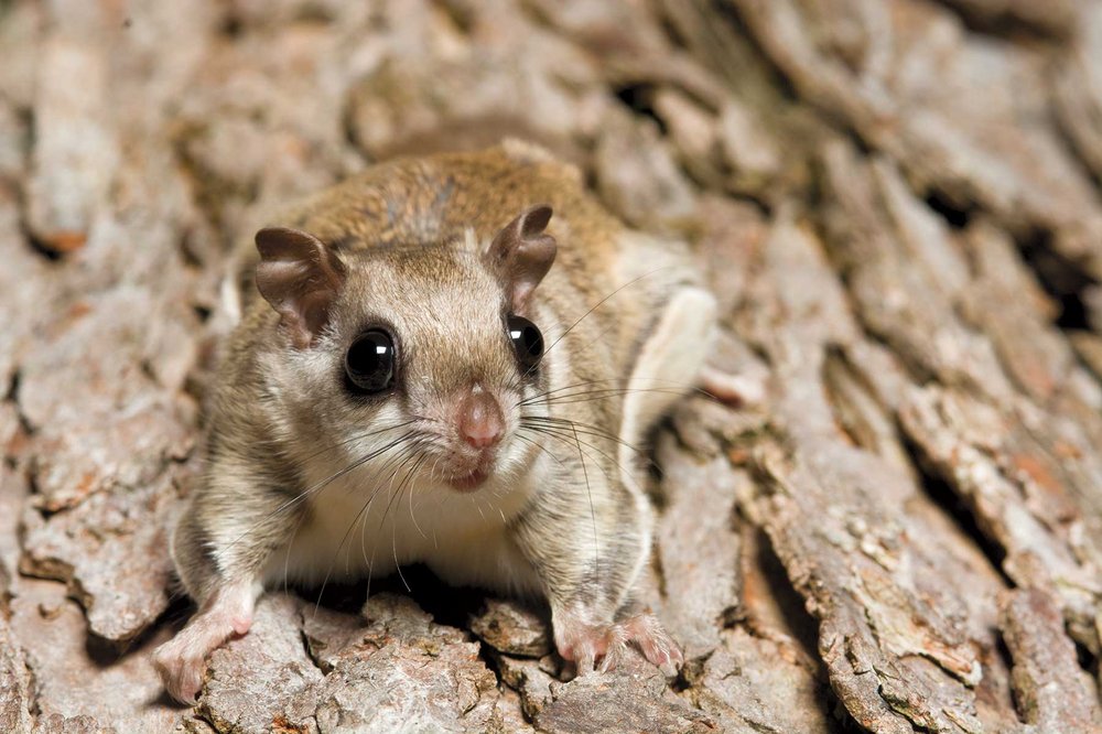 nocturnal flying squirrel on a tree trunk