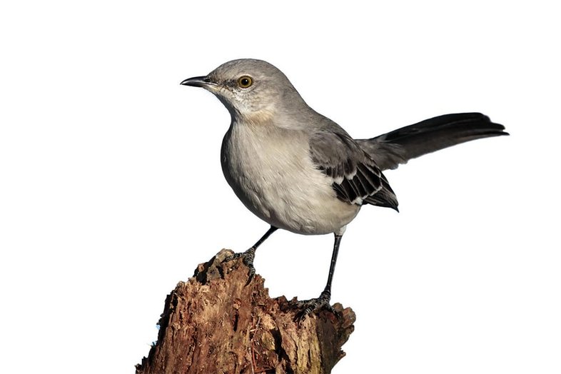 A northern mockingbird sits on a perch