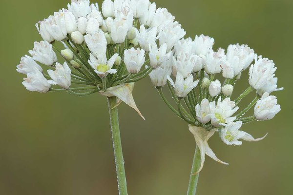 onion plant stalks