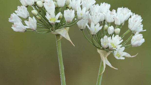 onion plant stalks