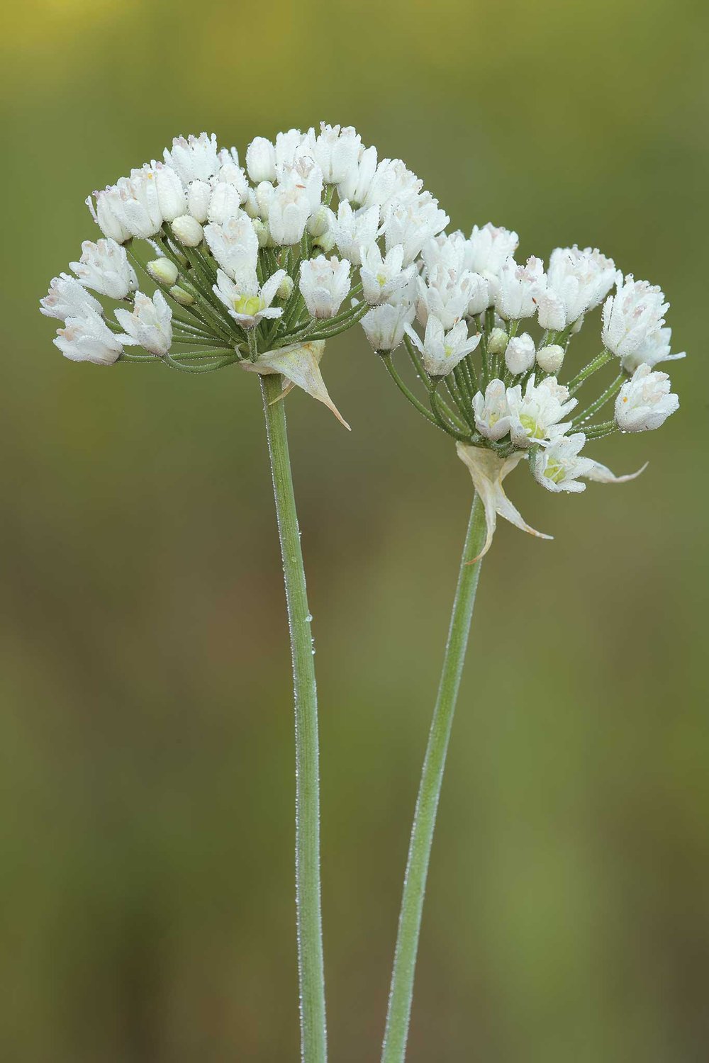 onion plant stalks