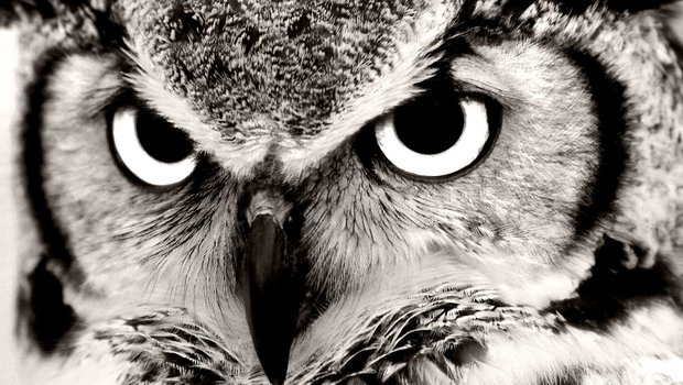 close up on a black and white owl face