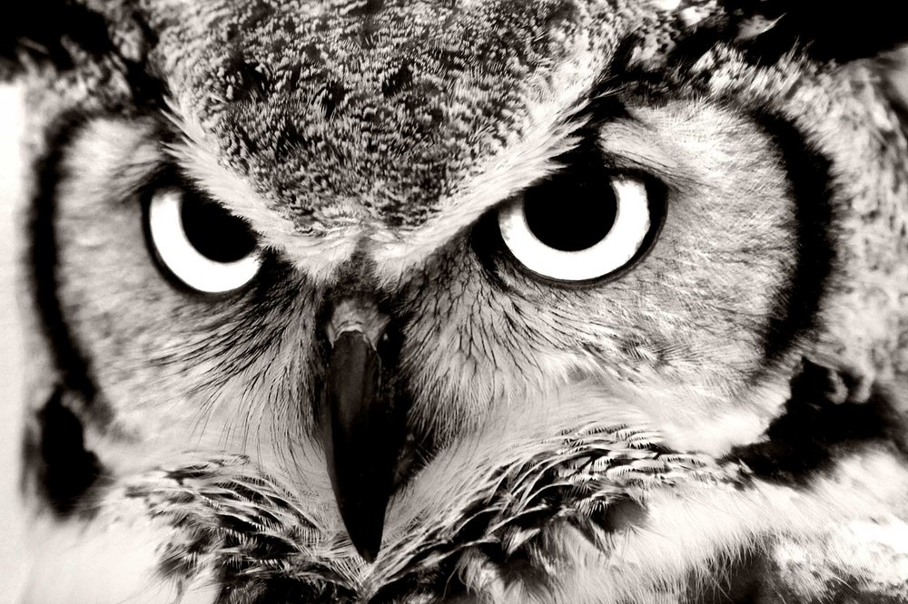 close up on a black and white owl face