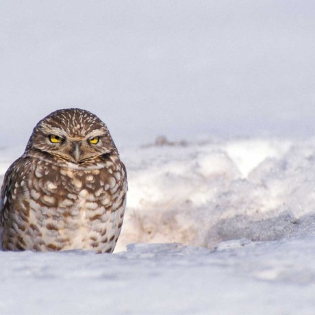 owl in sitting in a hole surrounded by snow.