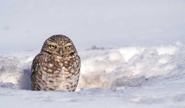 owl in sitting in a hole surrounded by snow.