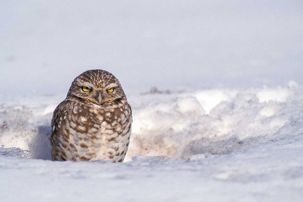 owl in sitting in a hole surrounded by snow.