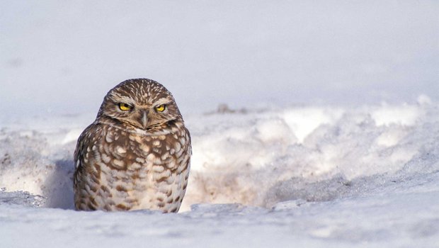 owl in sitting in a hole surrounded by snow.