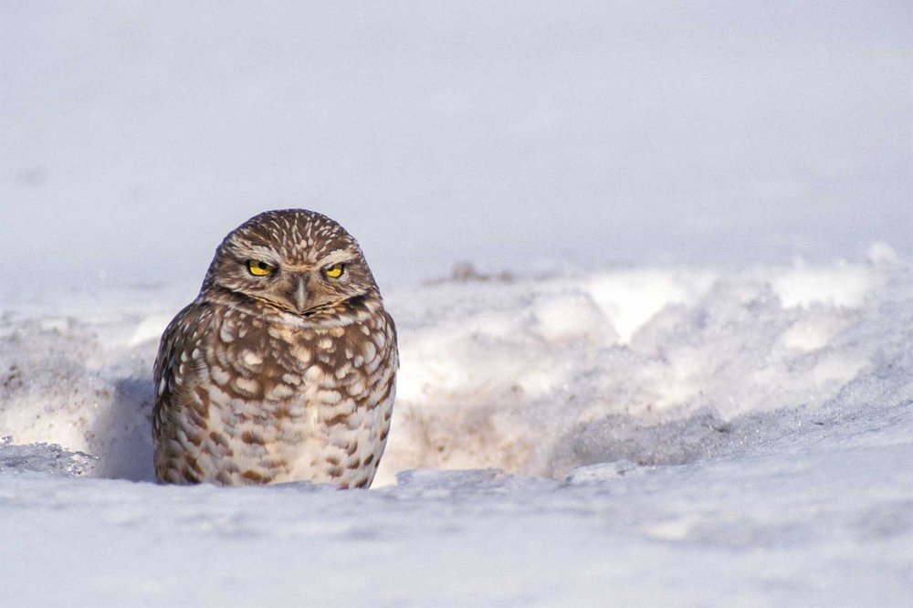 owl in sitting in a hole surrounded by snow.