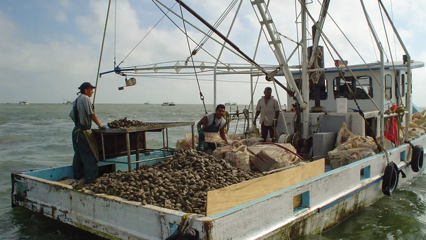 oyster boat during harvesting season in Texas