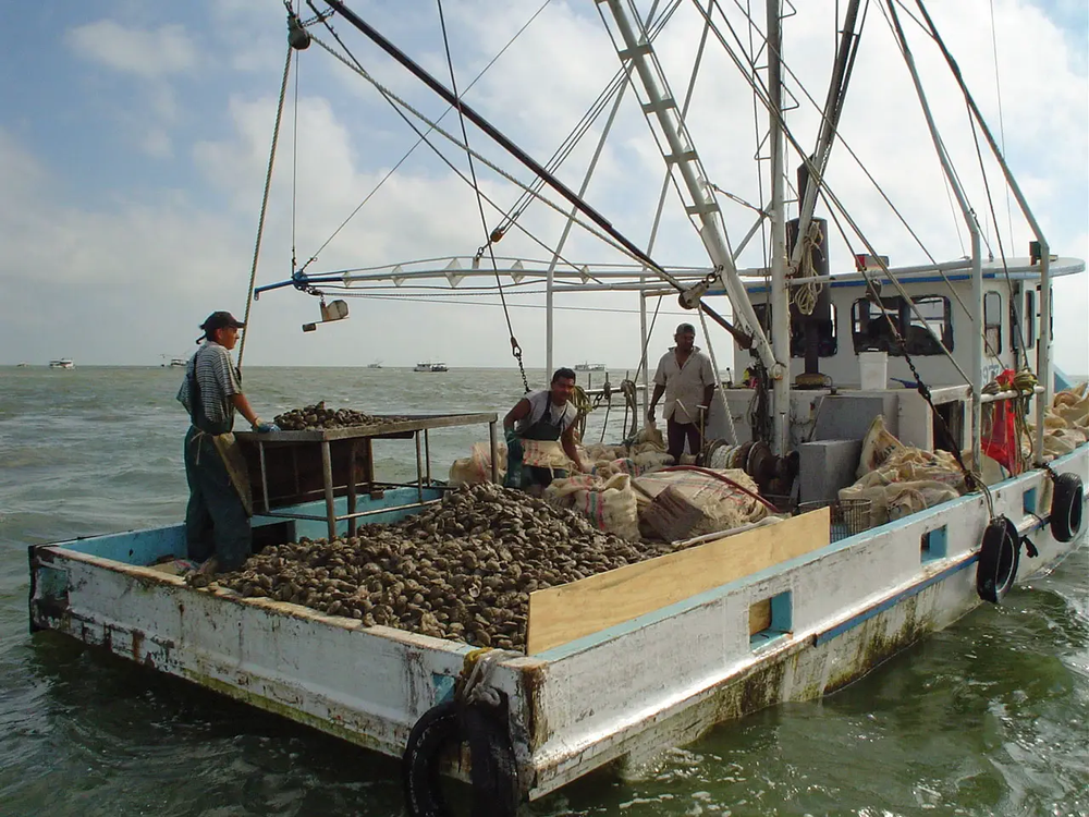 oyster boat during harvesting season in Texas
