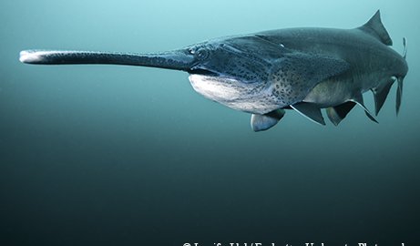 paddlefish swimming under water