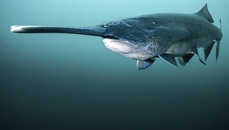 paddlefish swimming under water