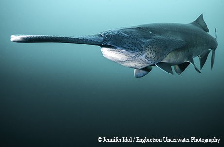 paddlefish swimming under water