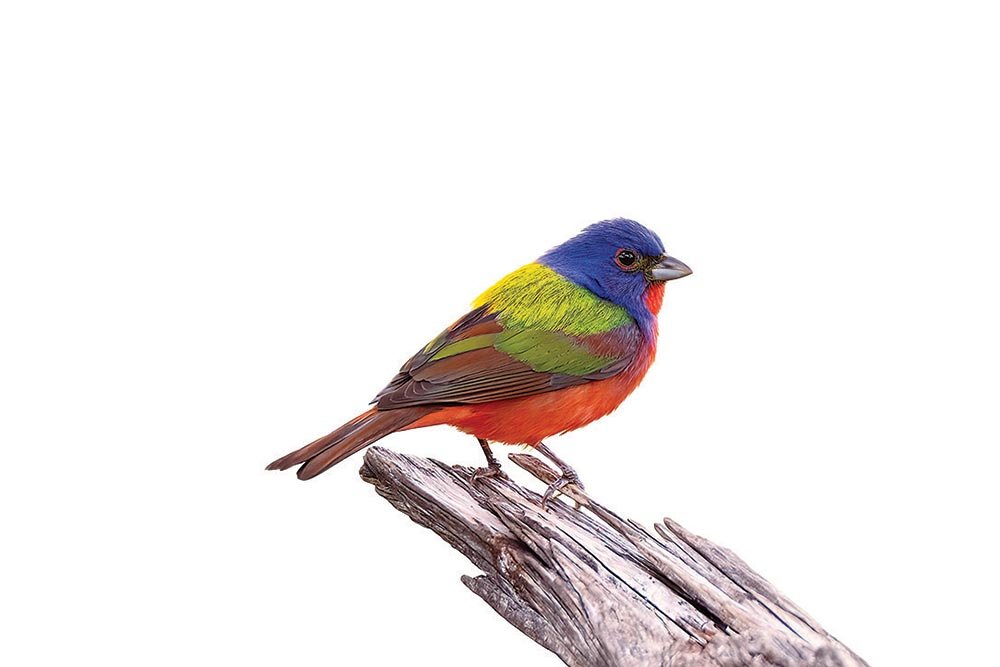 A painted bunting sits on a perch