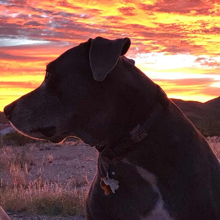 Kevin's dog poncho sitting in a field as the sun comes up